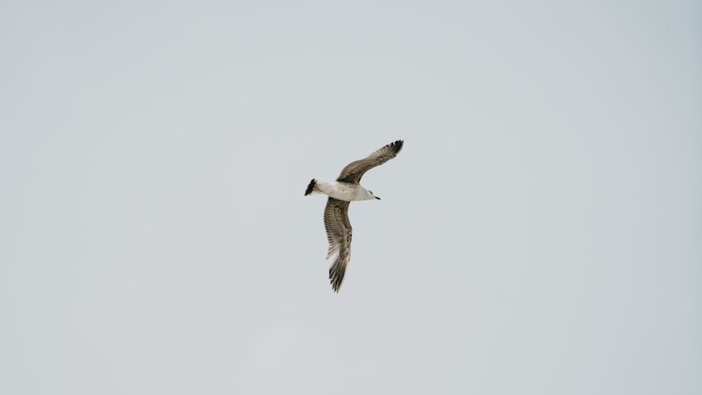 flying brown and white gull with white background