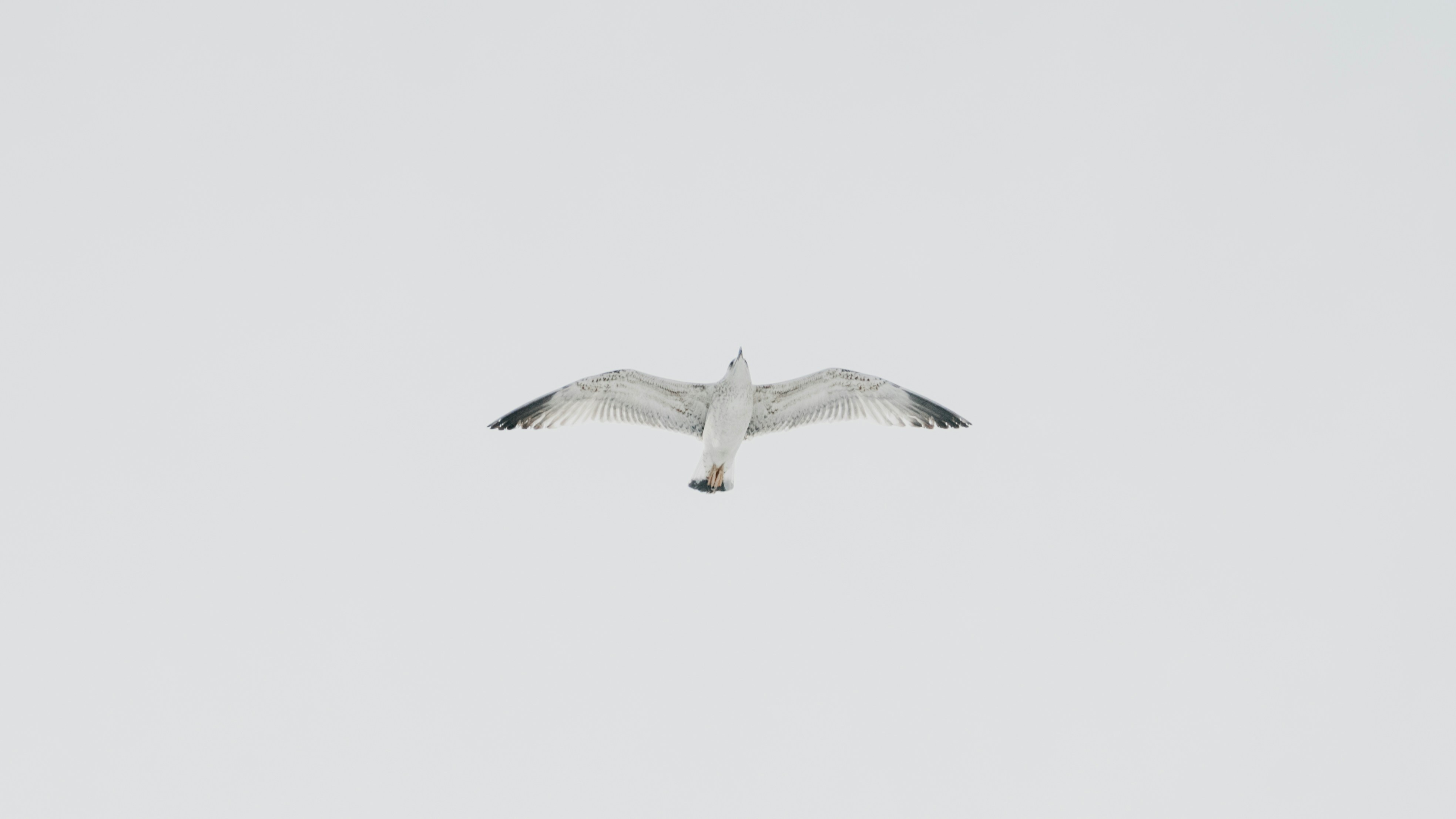 Белая птица логотип. Рингтон белая птица. Рингтон белая птица. Рингтон белая птица. Голубь на черном фоне.