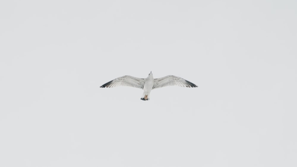 white bird on flight under white sky at daytime