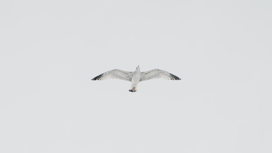 white bird on flight under white sky at daytime