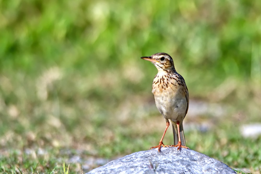 セレクティブフォーカス撮影における昼間の岩の上の茶色と黒の鳥