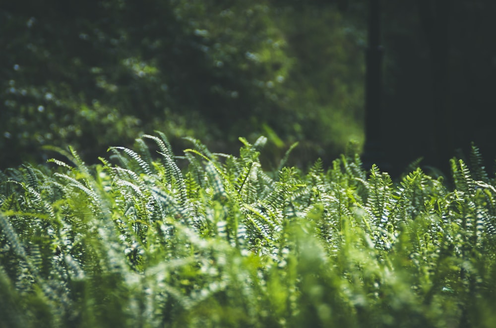 foto ravvicinata di piante di felce verde durante il giorno