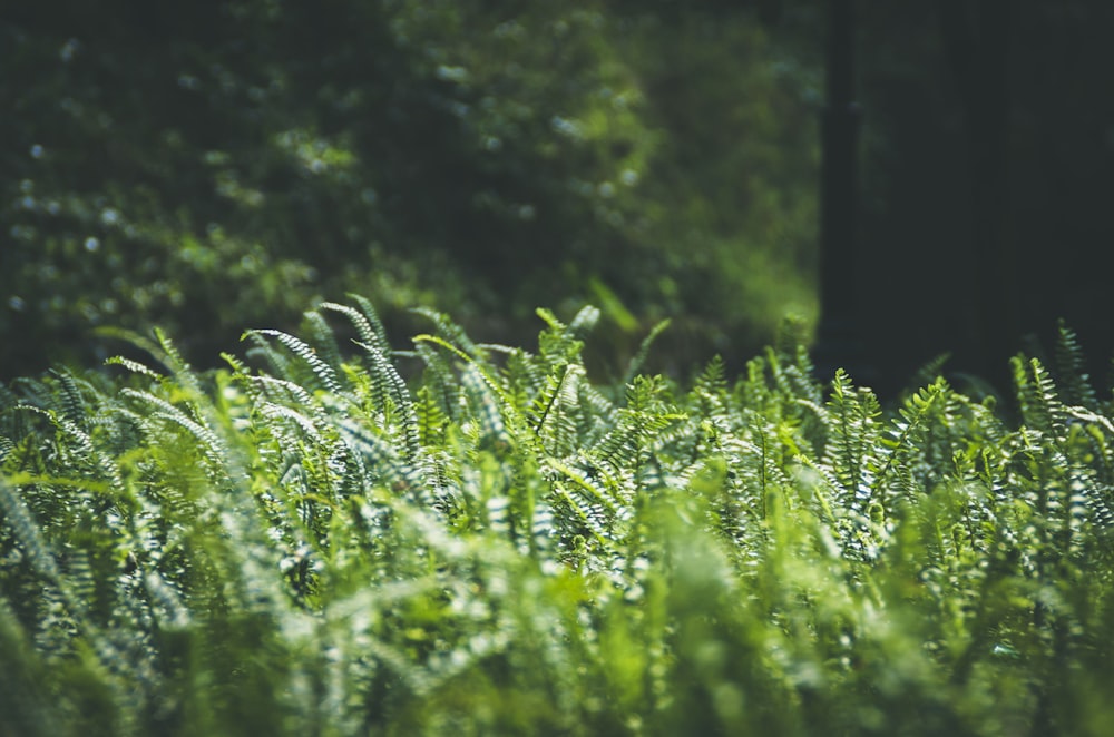 昼間の緑のシダ植物の接写写真