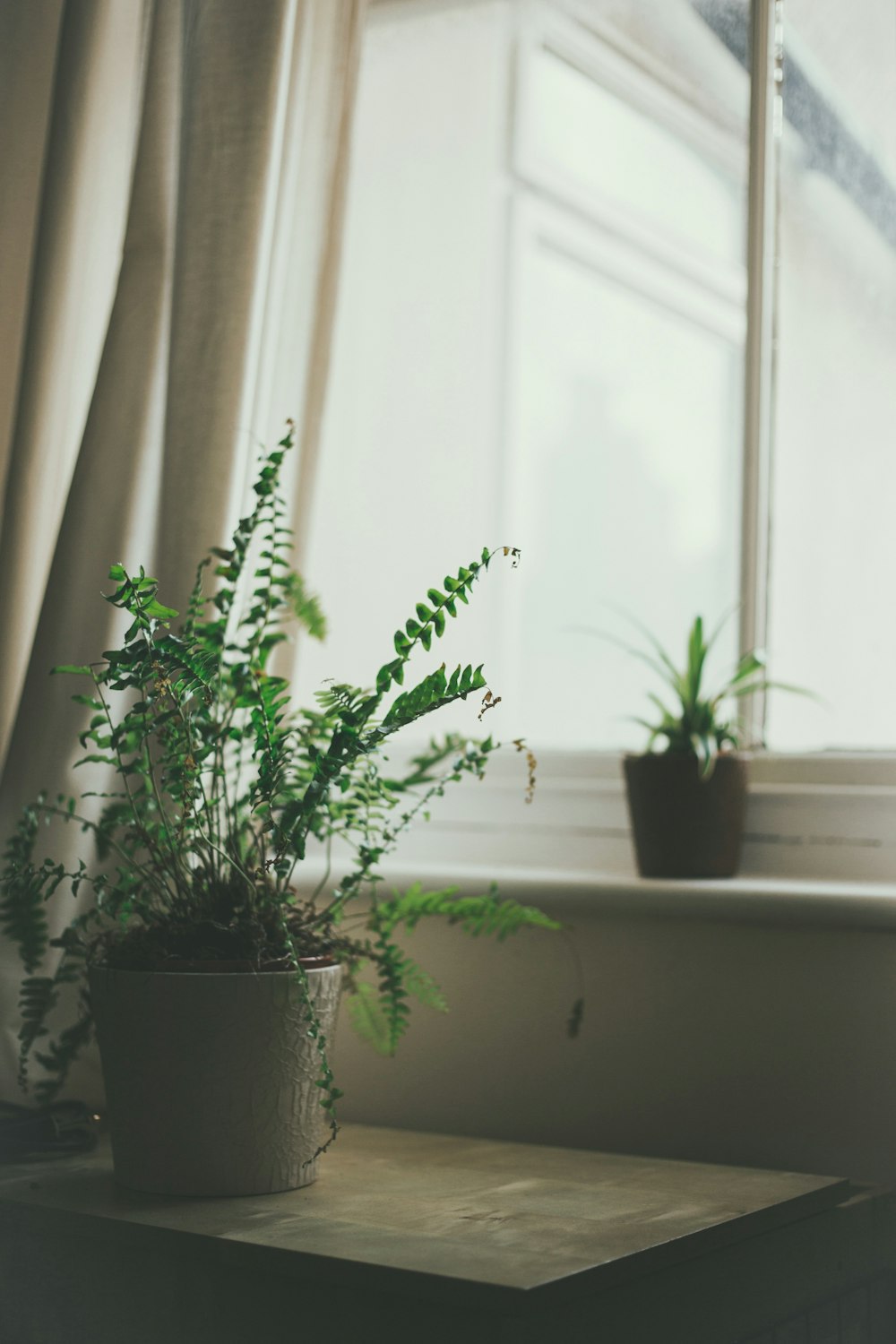 Planta de helecho en la mesa auxiliar cerca de la ventana cerrada