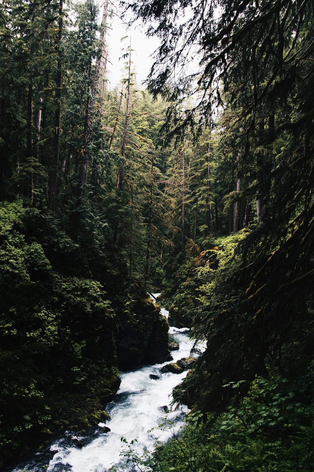 water stream in the middle of forest