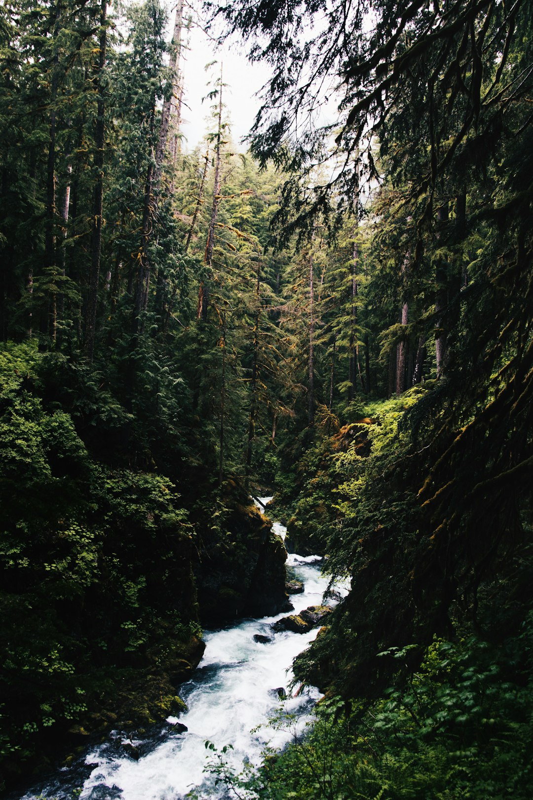 travelers stories about Forest in Sol Duc Falls, United States