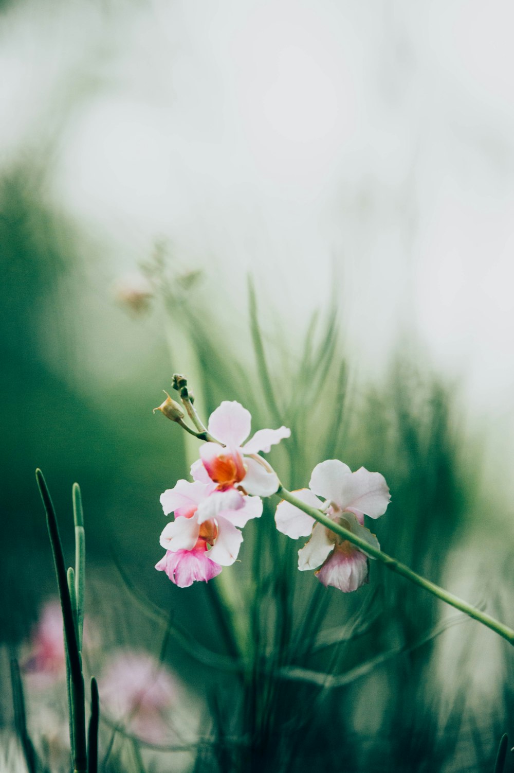 white and pink petaled flowers