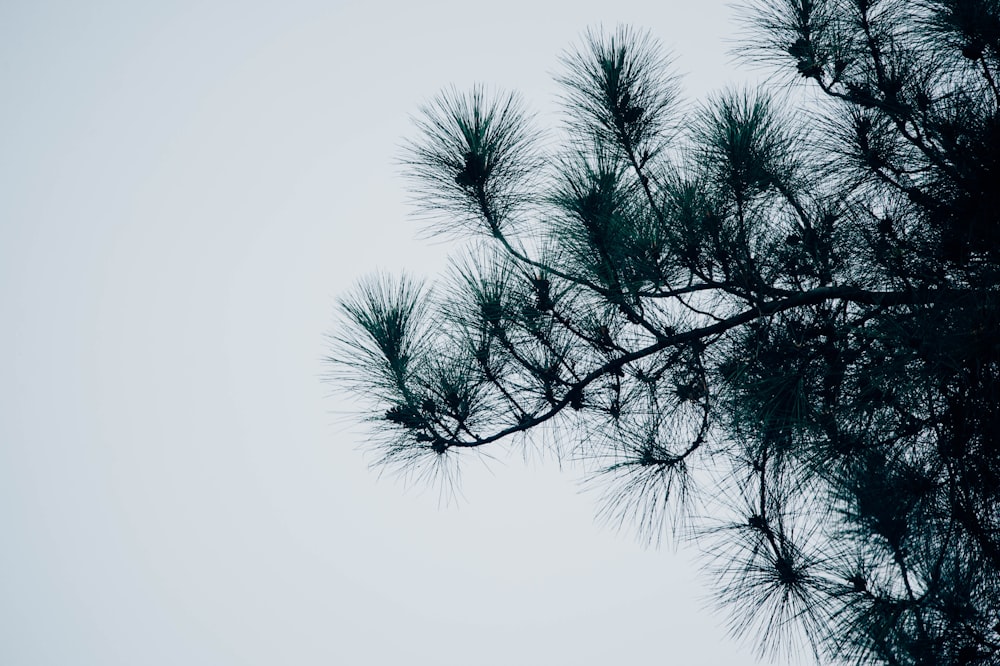 photo of fir tree