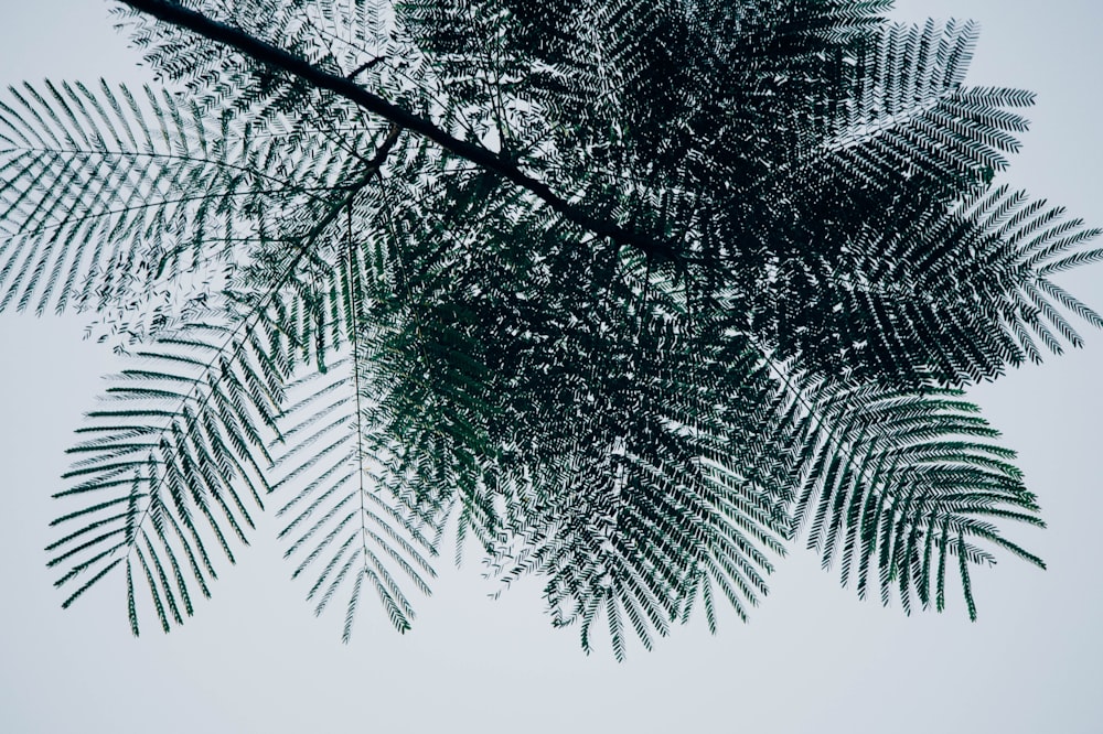 low-angle photo of green tree