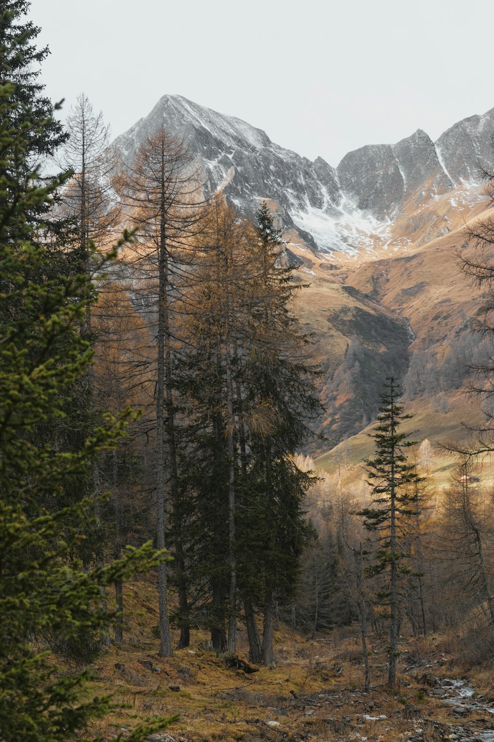 Arbres verts près de la montagne