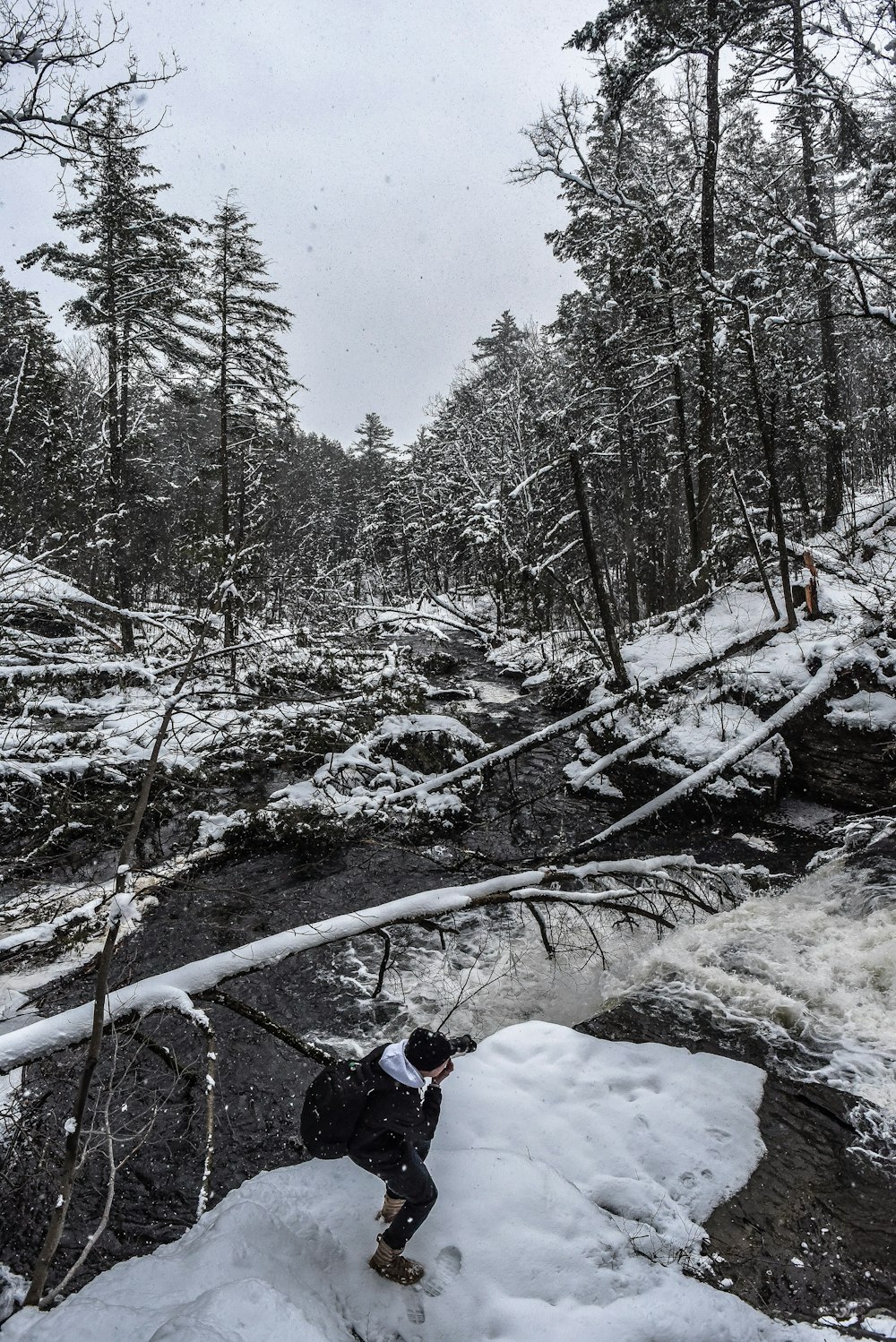 pessoa tirando foto de árvores caídas na neve