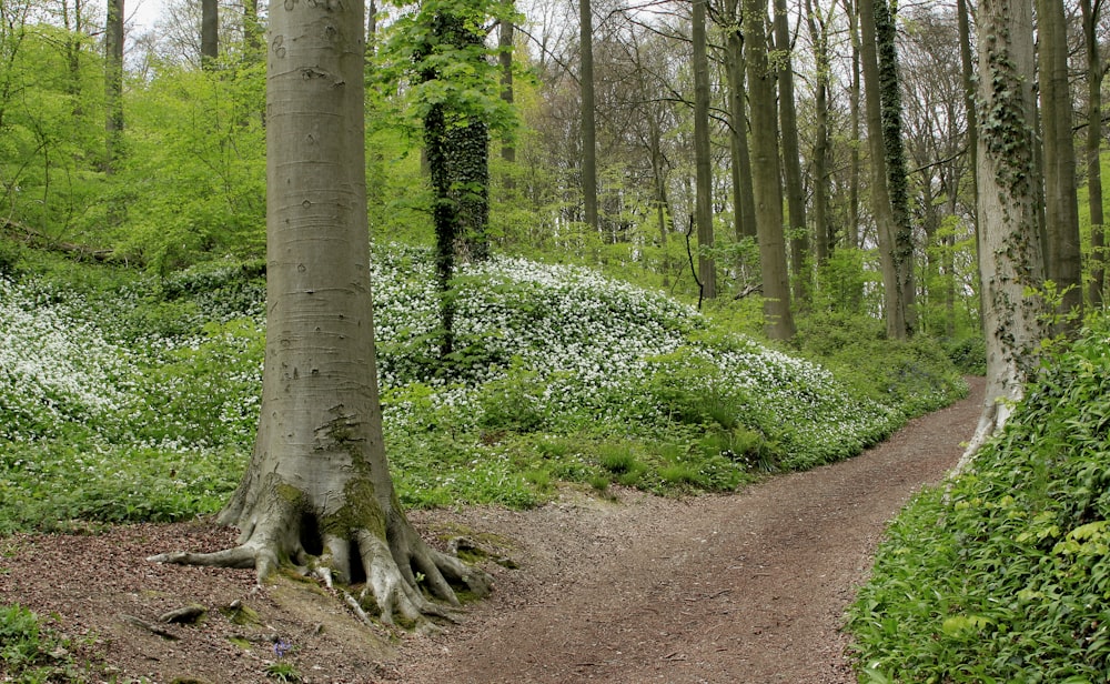 clear pathway in between trees at daytime