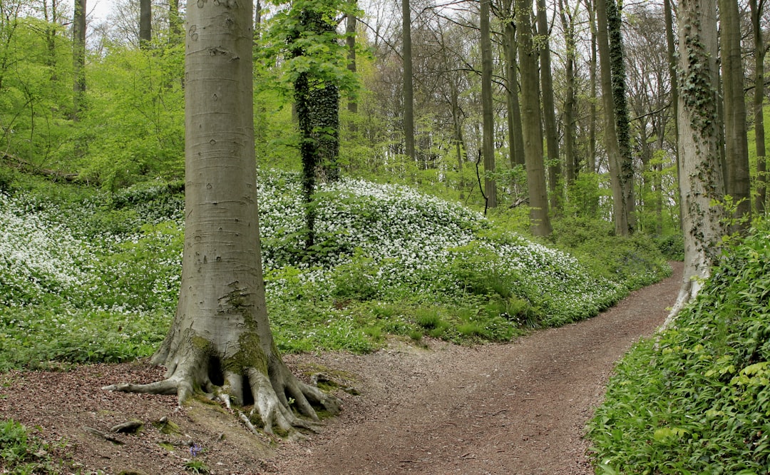 Forest photo spot Neigembosstraat 2 Turnhout