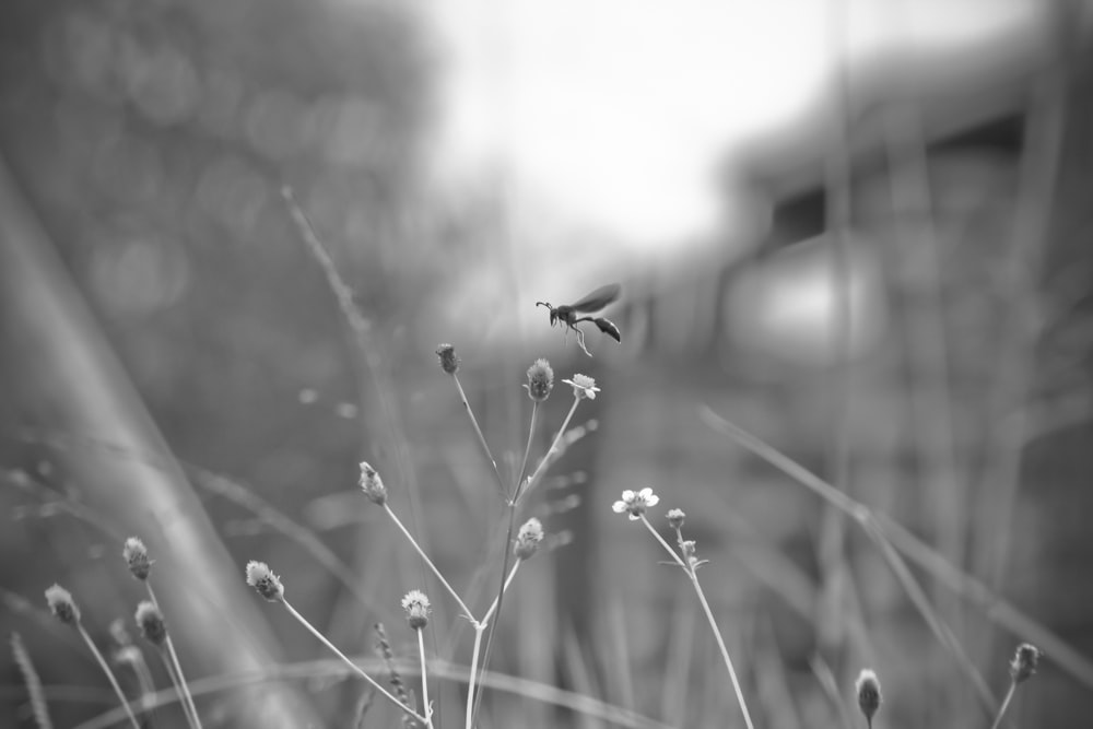 shallow focus photo of wasp