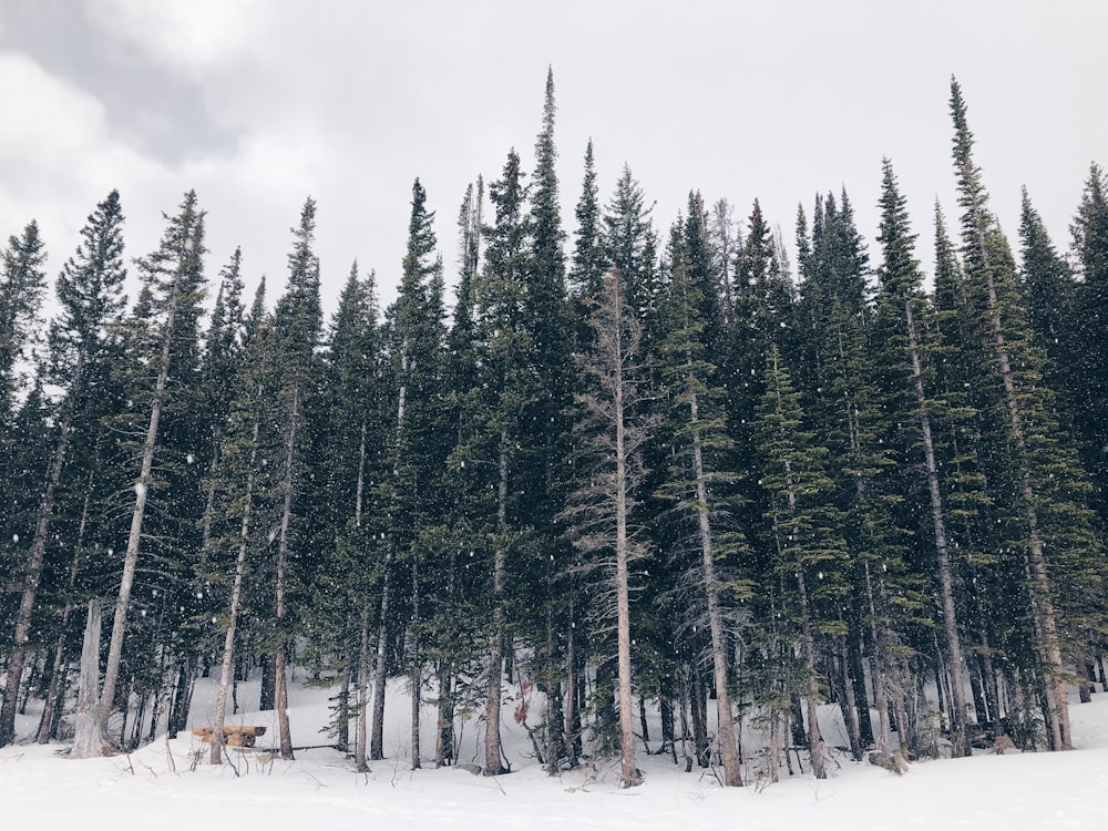 green trees field with snow