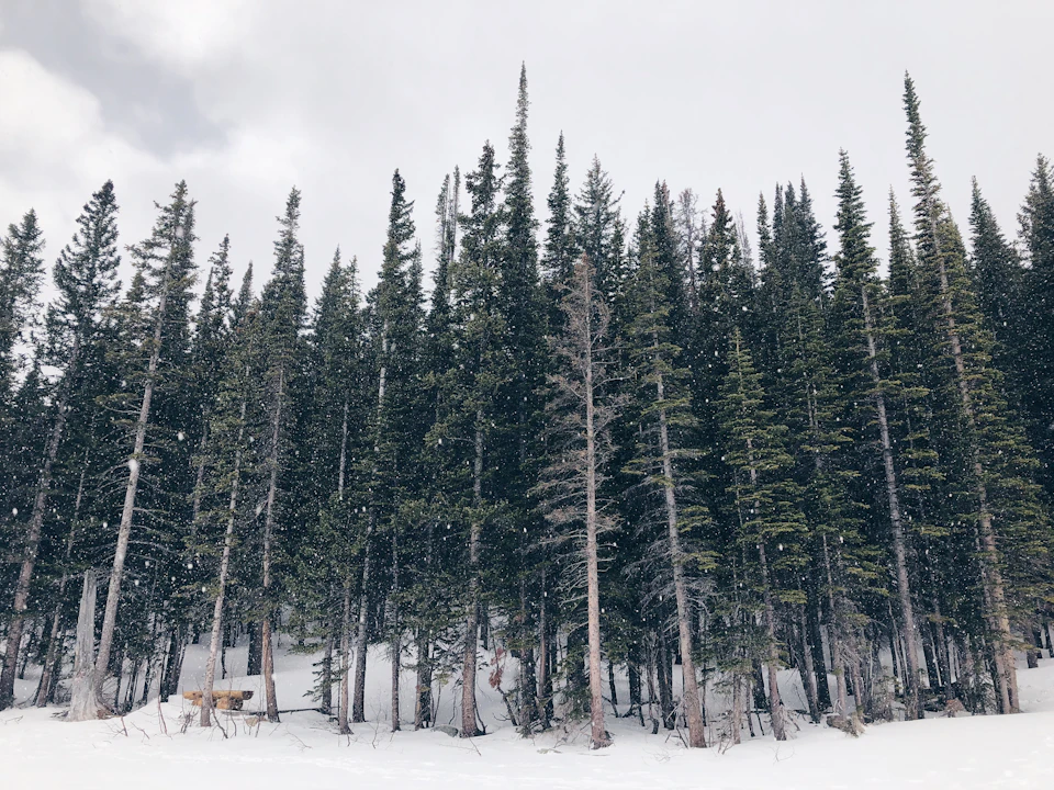 Two people stand on a forest path amidst tall trees and deep snow-covered landscape