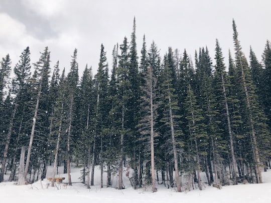 green trees field with snow in Estes Park United States