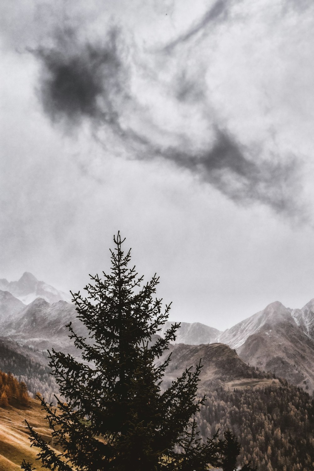 green pine tree during cloudy sky