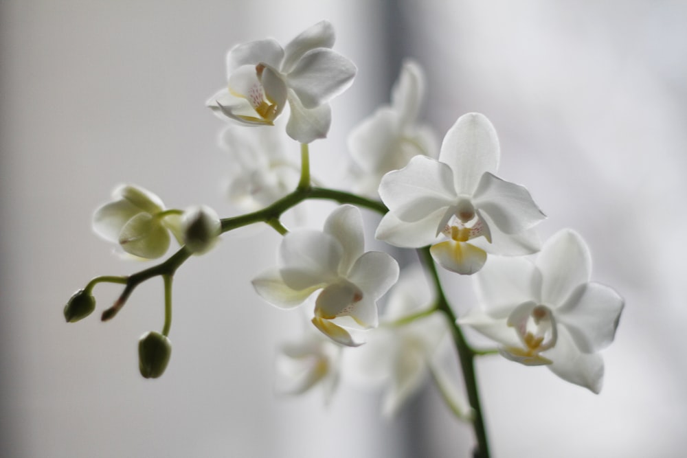 orquídea da mariposa branca