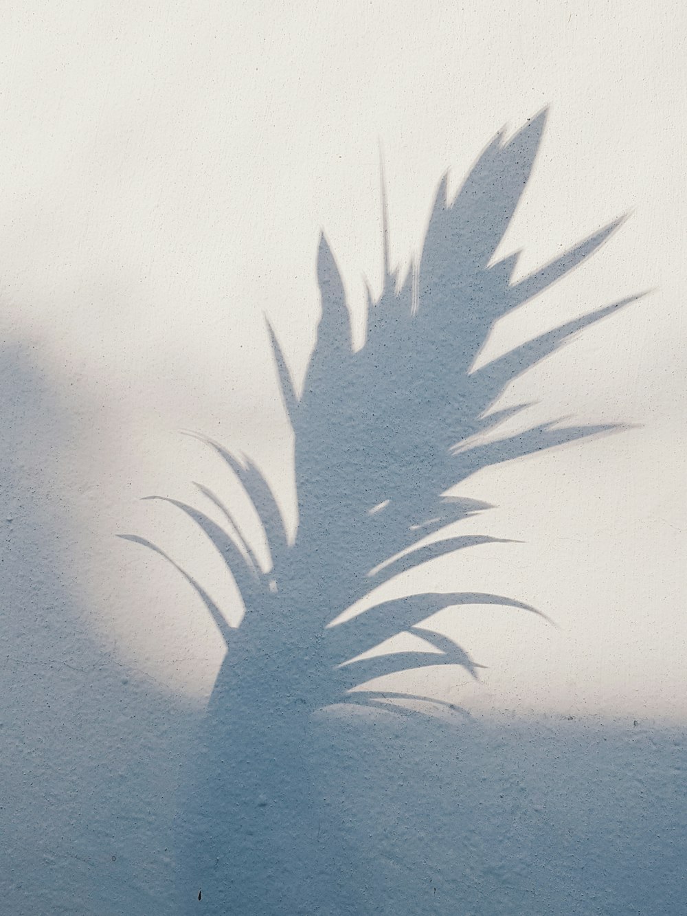 Schatten der Pflanze