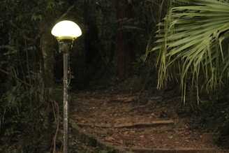 Dark forest path illuminated by a flickering lantern