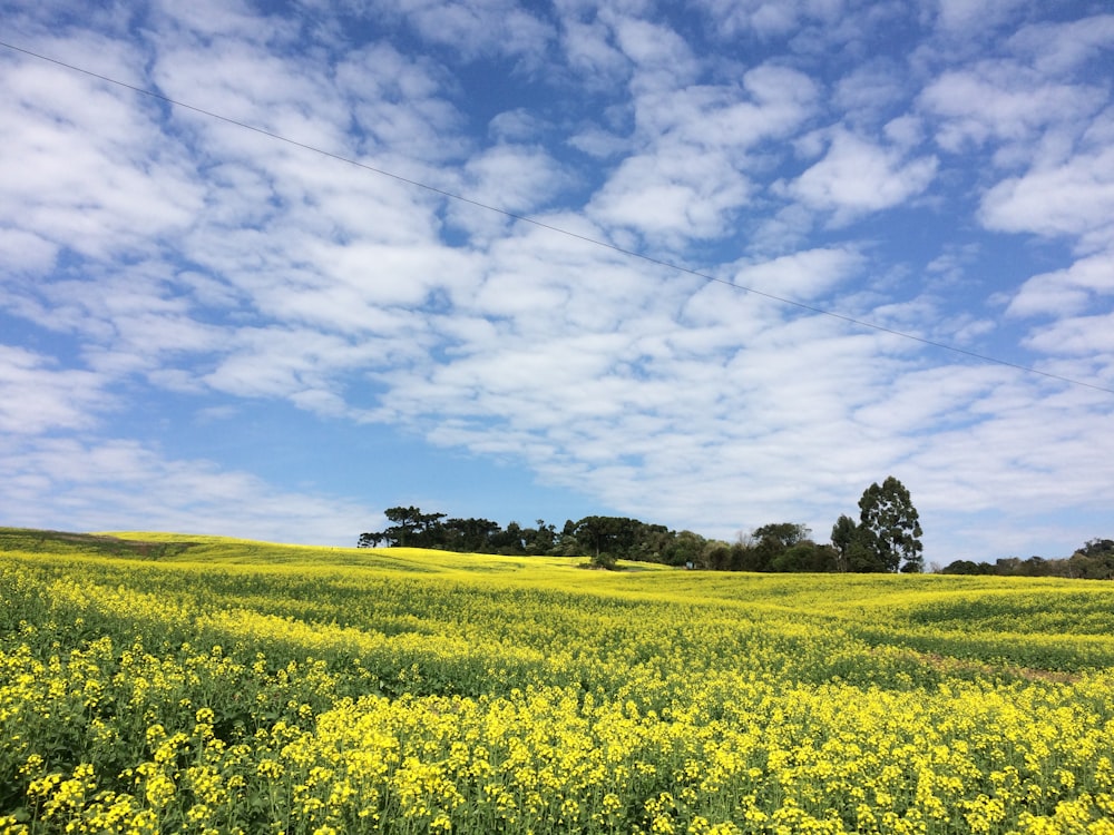 landscape photography of grass and trees