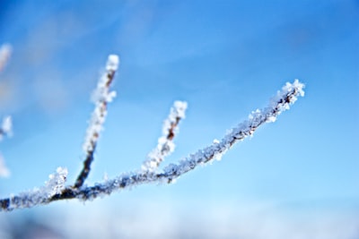 twig with white flower photography frosty teams background