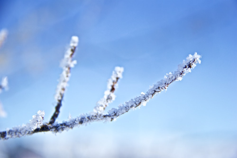 twig with white flower photography