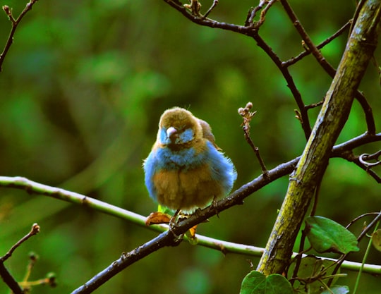 blue and brown bird perching on branch in Nairobi Kenya