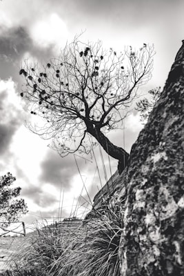 A monochrome image featuring a prominent, bare tree with branches reaching up against a cloudy sky. The foreground includes tall grass and a rocky surface, adding texture and depth. The overall composition creates a stark contrast between the dark tree silhouette and the lighter sky.