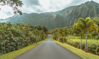 asphalt road beside trees