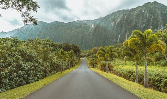 asphalt road beside trees
