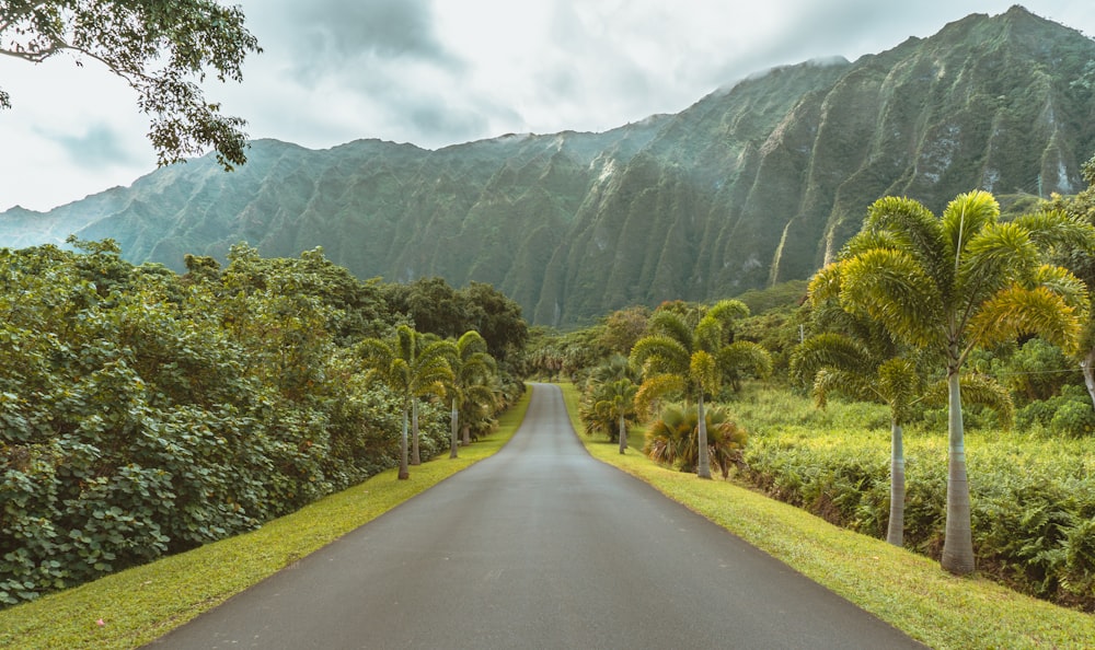 asphalt road beside trees