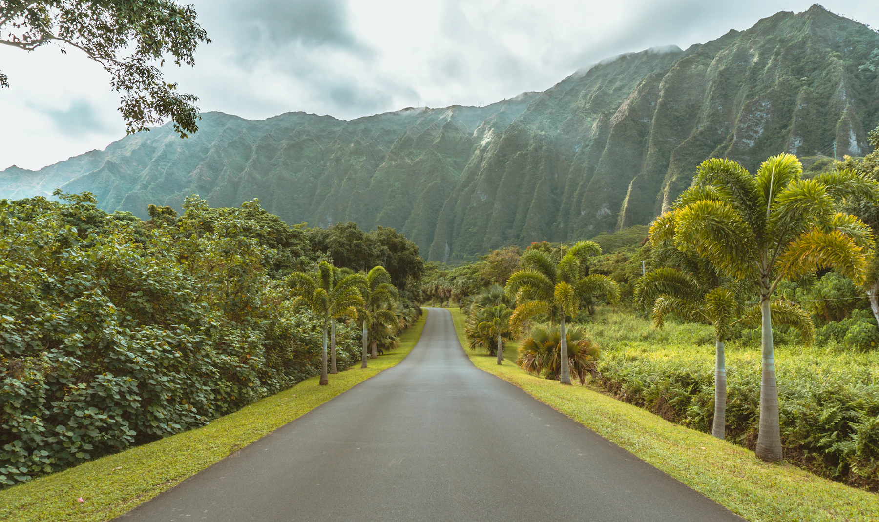 Palm-lined road at Hoʻomaluhia Botanical Garden below the Koʻolau mountains in Kāneʻohe