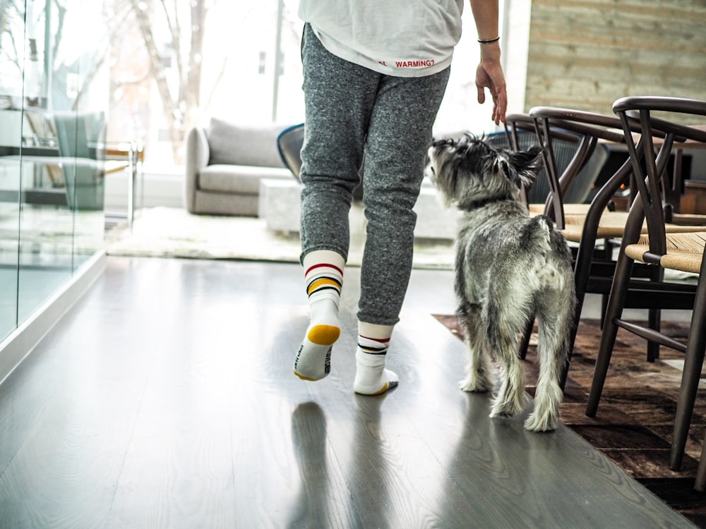 grauer Hund, der die Person anschaut