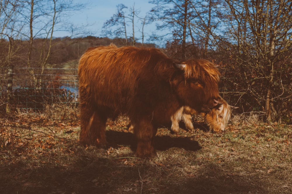 brown highland cattle on grass field