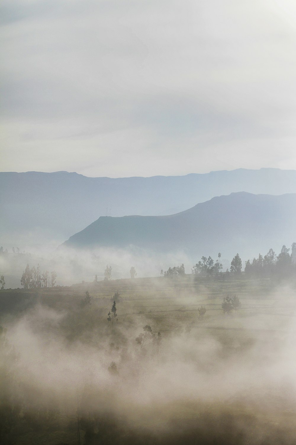 brouillard sur un champ d’herbe verte pendant la journée