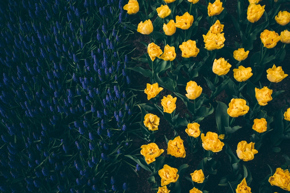 high-angle photography of bed of yellow flowers