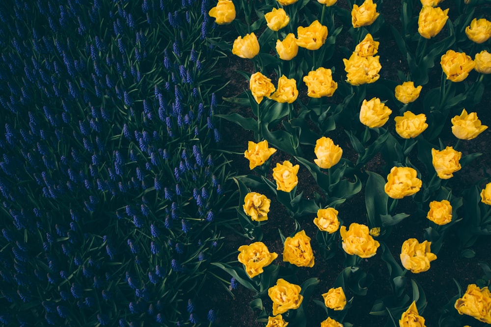 노란 꽃의 침대의 하이 앵글 사진