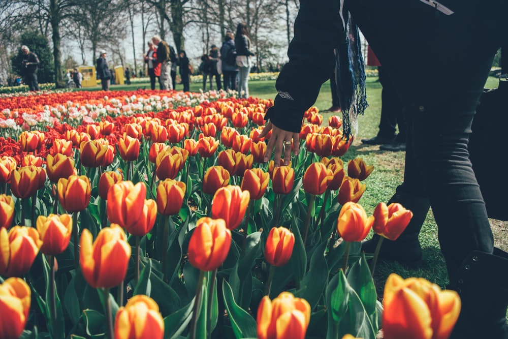 person picking orange tulips