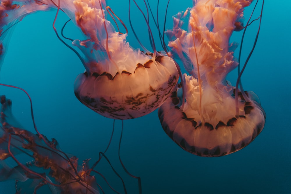 underwater photography of jellyfishes