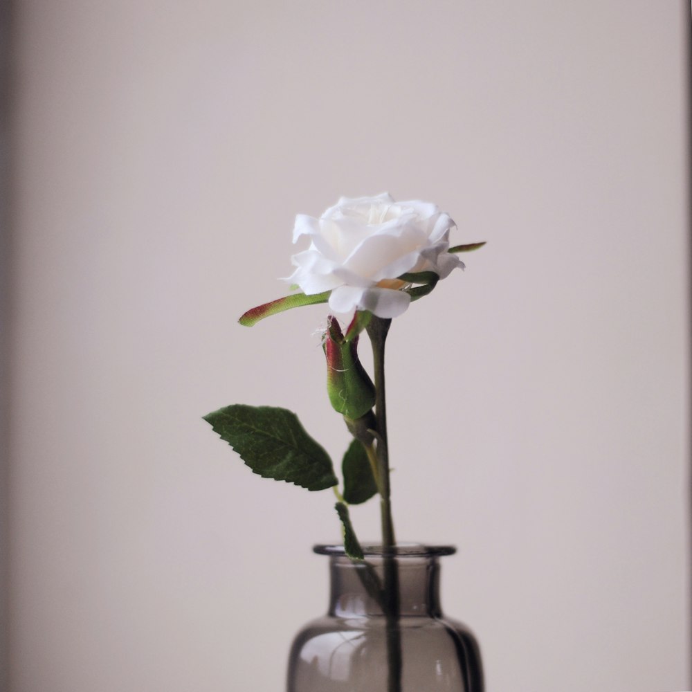 white rose