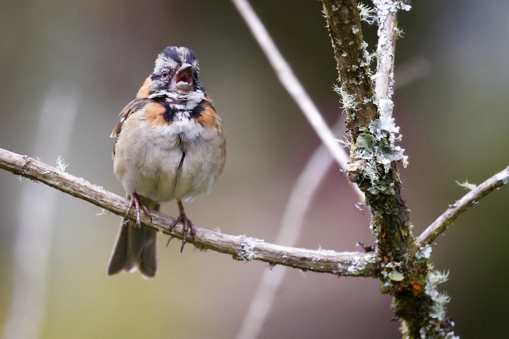 white, brown, and black bird on the twig photography