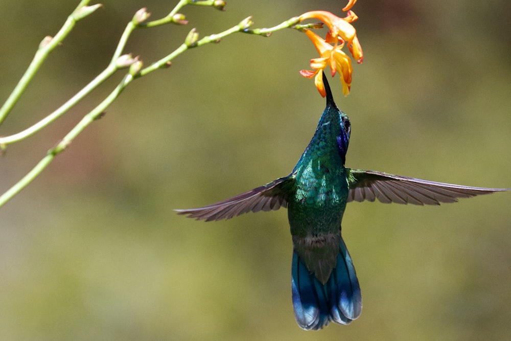 Foto a fuoco selettiva di colibrì verde e marrone