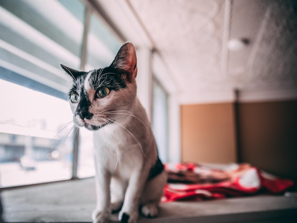 close up photo of white and black cat