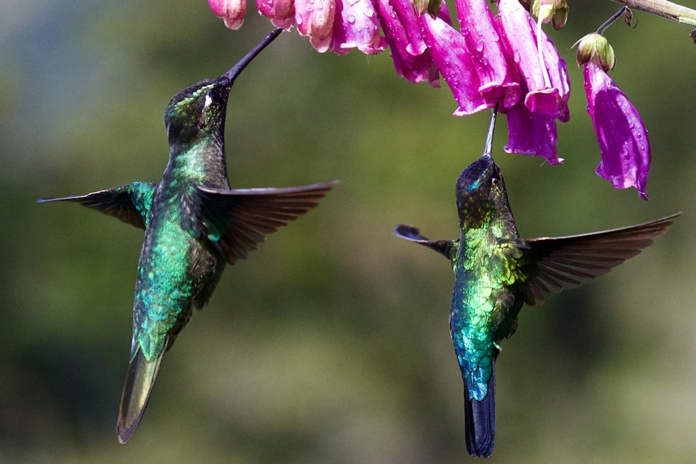 two hummingbirds under purple flower