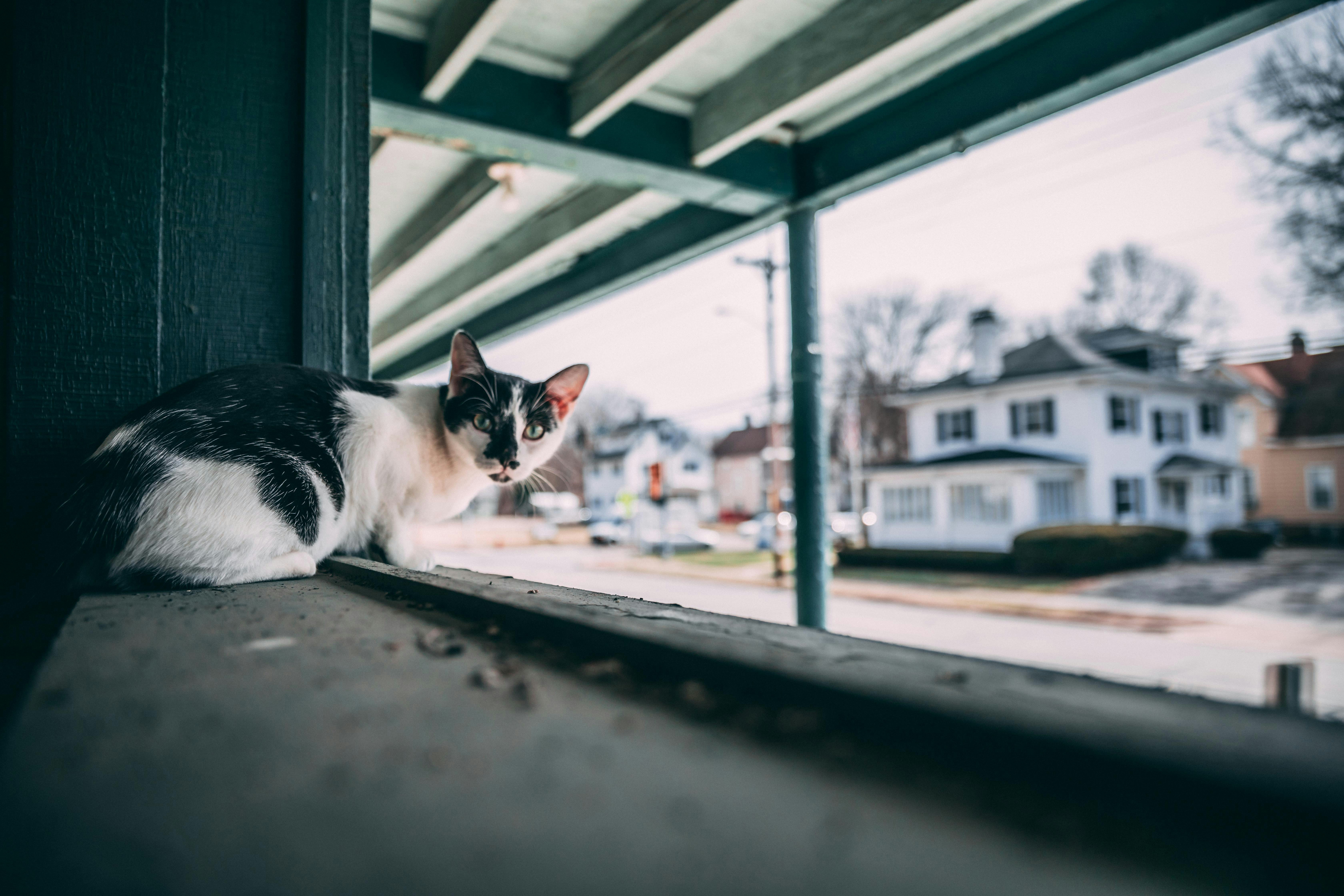 cat lying on window, 