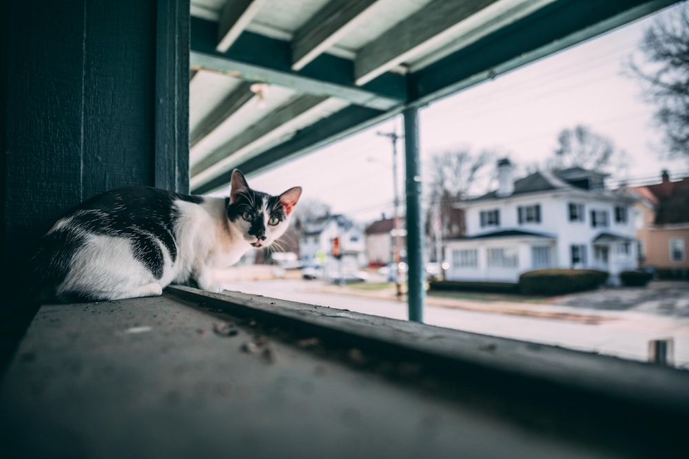 cat lying on window