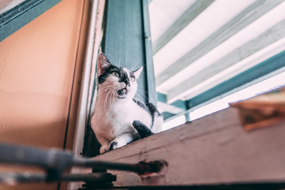 white and black beside window