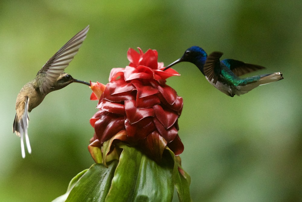 two brown hummingbirds macro photography